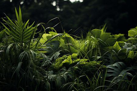 茂盛的热带丛林植物图片