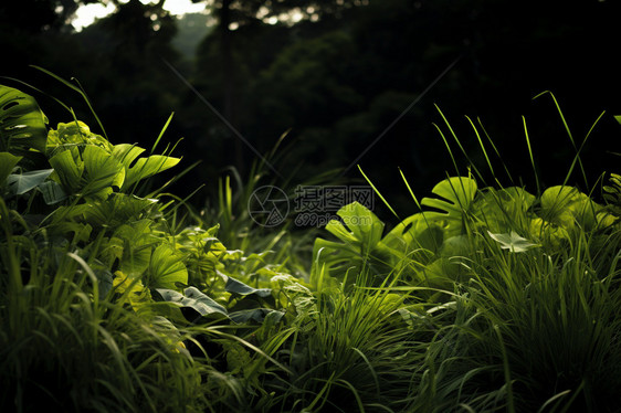 自然生长的热带丛林植物图片