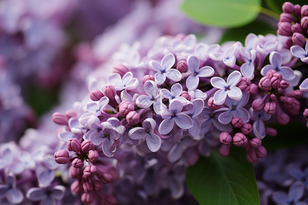 春季盛开的紫色丁香花图片