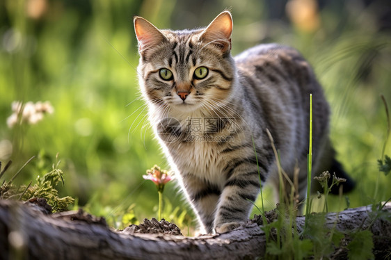 草地上可爱的条纹小猫图片