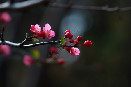 美丽的海棠花图片