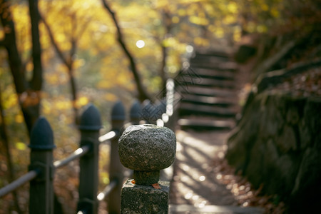 森林公园的徒步旅行图片