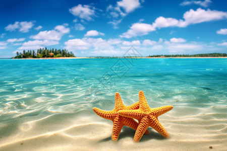 夏季度假海滩上的海星图片