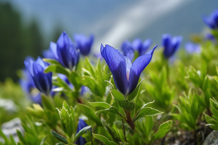 户外盛开的蓝色花朵图片