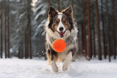 在雪地玩耍的可爱狗狗图片