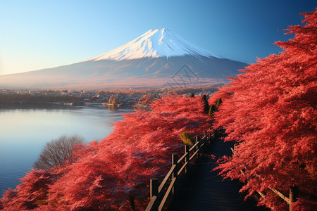 日本红枫叶美丽的自然景色背景