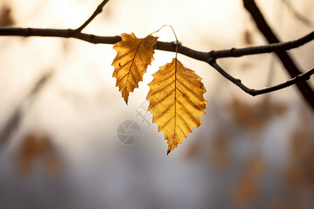 二十四节气之秋分树枝上的黄叶背景