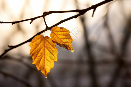 二十四节气之秋分金黄的树叶背景