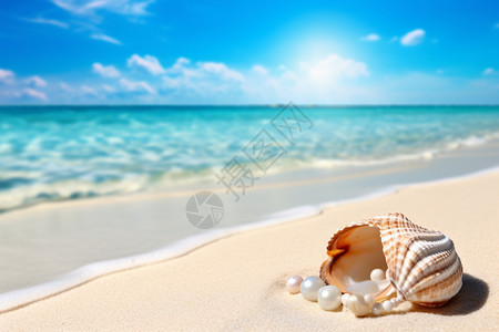 大海海滩上的贝壳图片