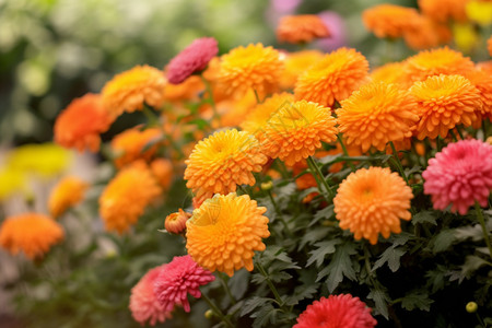 重阳节菊花艳丽的菊花背景