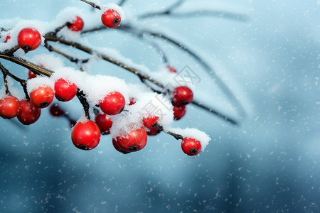 浆果上的雪图片