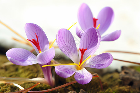 紫色的番红花图片