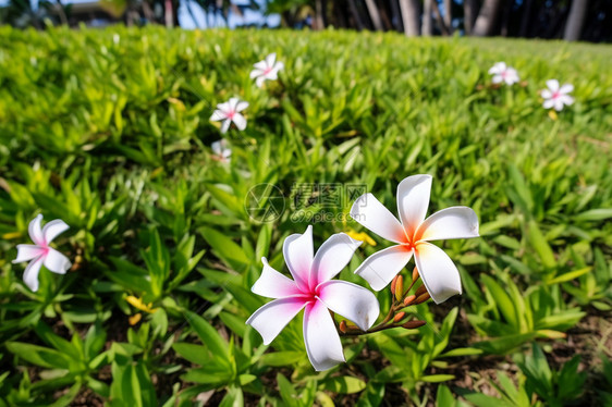 一片盛开小花的草地图片