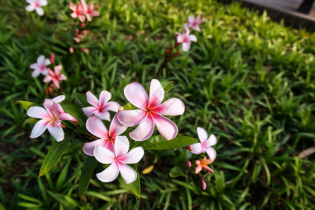 草地里盛开的美丽花朵图片