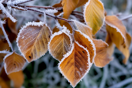 冬季结霜的叶子图片