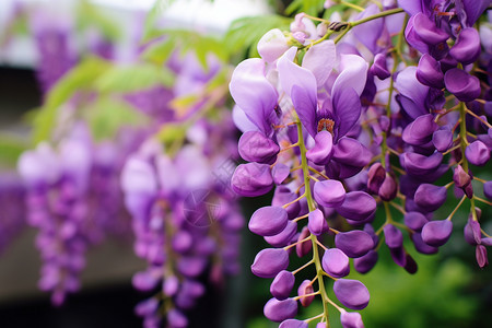 户外公园中的紫藤花图片