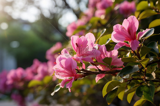 夏季户外的桃金娘花朵图片