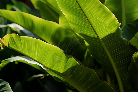 植物芭蕉叶图片