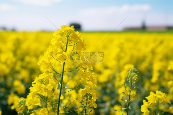 特写油菜花图片