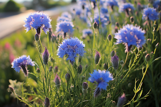 花园里盛开的花朵图片