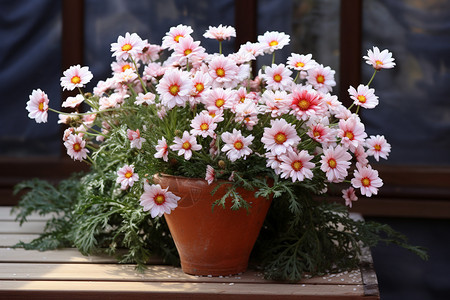 夏天花园长凳上的一盆雏菊图片