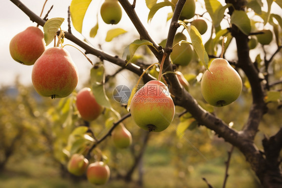 果树上的成熟梨子图片