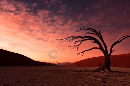 沙漠中种植的树木背景图片