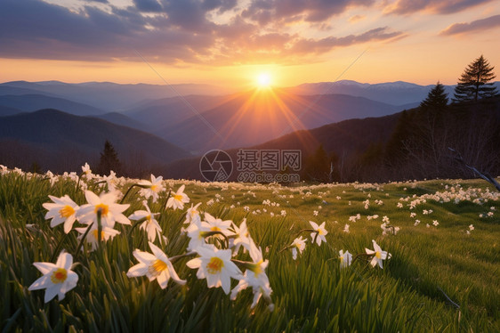 长在高山上的水仙花图片