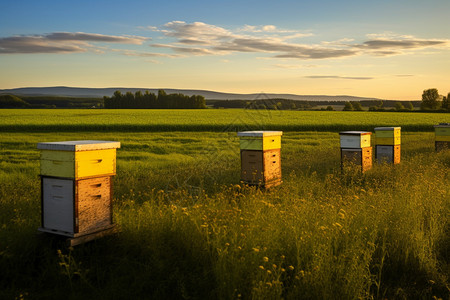 草原上的蜂蜜箱图片