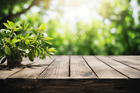 木板上有一盆绿植背景图片