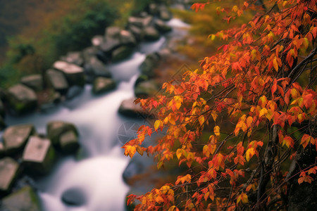 美丽的秋天枫叶图片