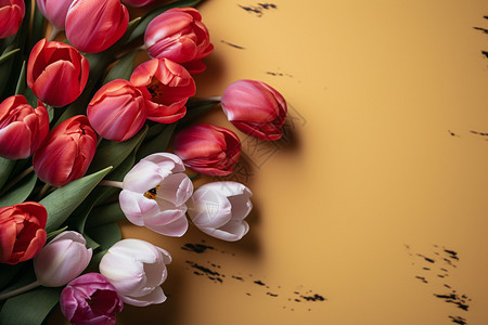 鲜艳的郁金香花朵图片