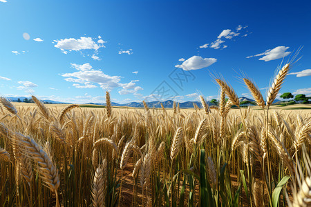 麦蓝麦田里金黄色的小麦背景