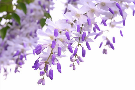 紫色的紫藤花背景图片