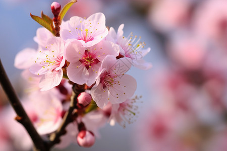 粉红色的花瓣图片