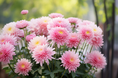 花园的粉色菊花图片