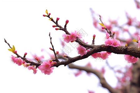 粉色背景粉色的樱花背景