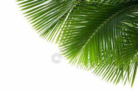绿色的棕榈树图片