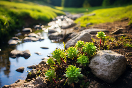 河流草地溪水边的植物背景