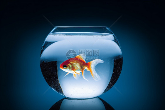 水缸内孤独的小金鱼图片