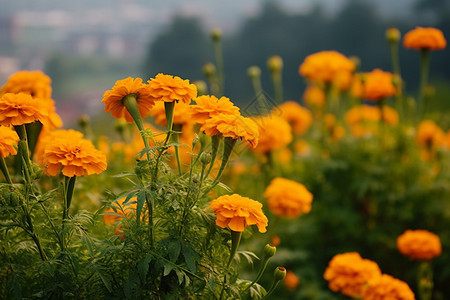 黄色菊花图片