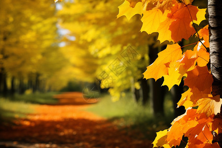 秋天的林间小道背景图片
