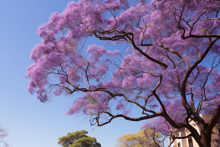盛开着紫色花朵的树木图片