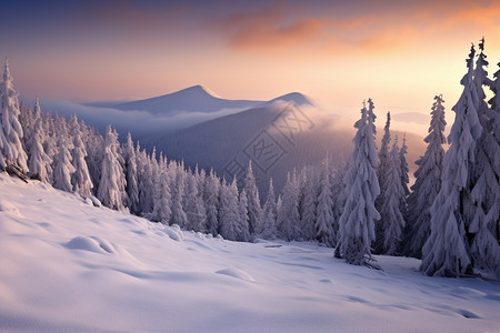 白茫茫的雪景图片