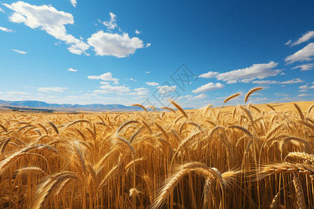 金色的小麦田图片