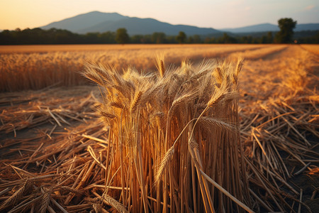 农田中成熟的麦子图片