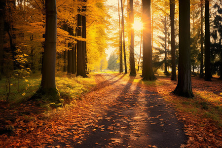秋季阳光下宁静的树林背景图片
