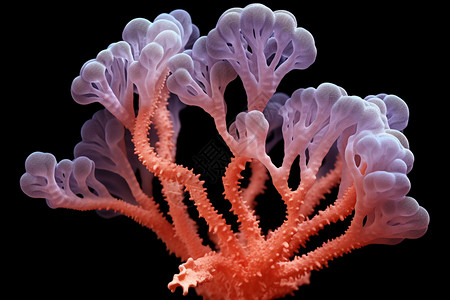 自然的珊瑚有机体图片