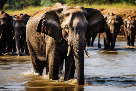外出喝水的野生大象背景图片