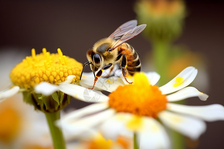 花朵上的小蜜蜂图片